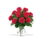 12 Red Carnations