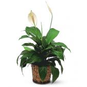 Peace Lily Plant 