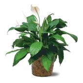Large Peace Lily  Plant
