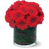 Red Gerbera Collection